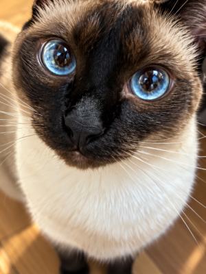 Eyes of Wonder